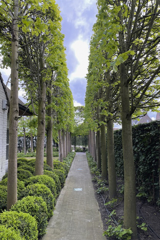 Tuinen Vancanneyt - Aanleg & Onderhoud