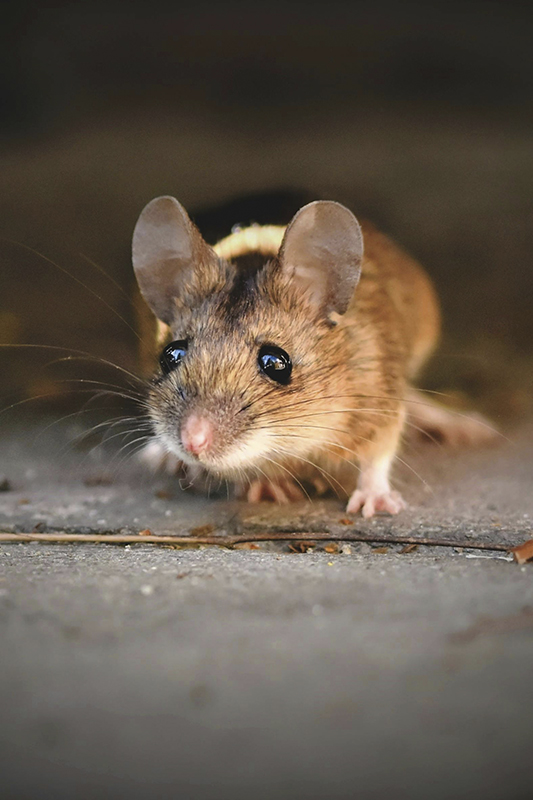Tuinen Vancanneyt - Ongediertebestrijding
