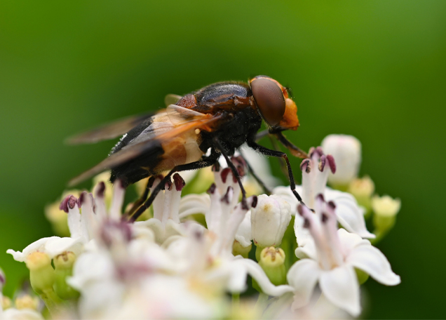 Tuinen Vancanneyt - Ongediertebestrijding