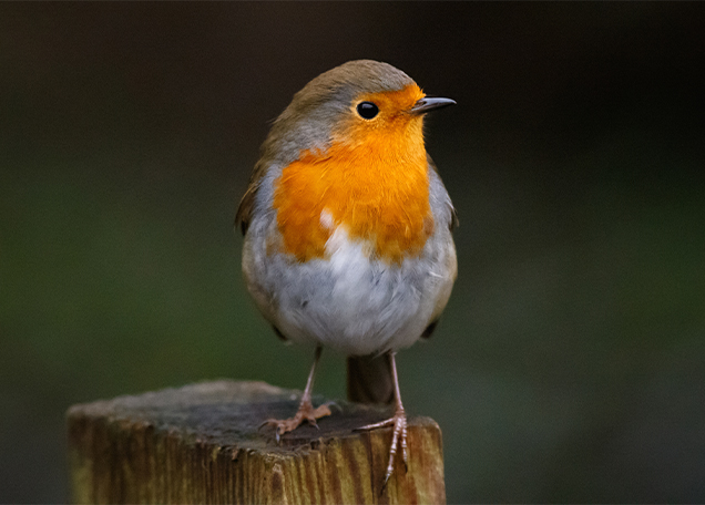 Tuinen Vancanneyt - Wering vogels